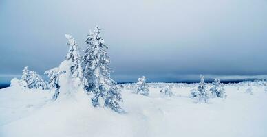 innevato alberi su il sfondo di artico colline. minimalista paesaggio con nudo nevoso alberi nel un' inverno campo. largo panoramico Visualizza di il artico inverno. foto