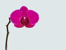 phalaenopsis Stellenbosch singolo viola fiore su un' grigio sfondo. copia spazio. tropicale fiore, ramo di orchidea vicino su. viola orchidea sfondo. vacanza, Da donna giorno, fiore carta, bellezza. foto
