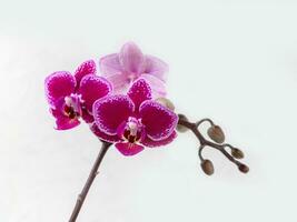 bellissimo phalaenopsis chia e yenlin orchidea fiori su bianca bac foto