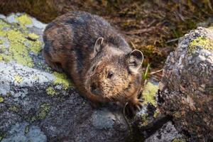 ritratto di divertente Pika ochotona collari si siede su roccioso nel altai montagna. carino piccolo mammifero su bokeh sfondo. piccolo Pika roditore crogiolarsi su roccia. foto