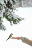 verticale Visualizza di tetta quello si siede su il braccio di un' donna Tenere semi. alimentazione uccelli nel il parco nel inverno per Aiuto loro nel il freddo stagione nel loro habitat. concetto di il internazionale giorno di uccelli. foto