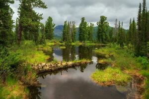 montagna foresta stagno con caduto alberi a il sponde del lago. lago nel ergaki su un estate mattina tra il taiga rocce con drammatico cielo nel il caldo sole e alberi. montagna soleggiato paesaggio. foto