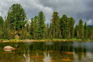 cedri su il lago costa. sorprendente soleggiato foresta con vecchio cedri. naturale montagna panoramico paesaggio. Siberia estate Visualizza. foto