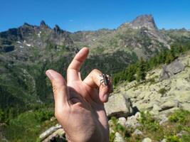 grande nero barbiglio scarafaggio striscia su il dito di il mano nel avvicinamento contro il sfondo di montagne. naturale sfondo con il Immagine di un' coleottero. Siberia, occidentale Sayans. foto