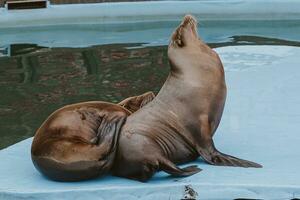 mare Leone mare animale nel il zoo foto