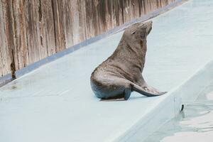 mare Leone mare animale nel il zoo foto