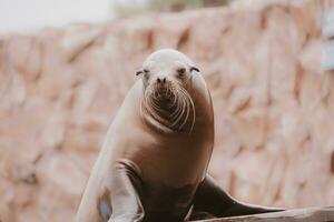 mare Leone mare animale nel il zoo foto