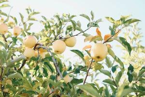 maturo mele su Mela albero nel frutteto, pronto per raccolto. foto