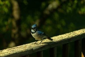 Questo bellissimo blu ghiandaia era arroccato su il di legno ringhiera di il ponte quando io ha preso Questo immagine. il poco uccello è venuto nel per alcuni becchime. io amore il blu, bianca e grigio di il suo piume. foto