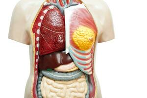 umano corpo anatomia organo modello per studia formazione scolastica medico corso isolato su bianca sfondo con ritaglio sentiero. foto