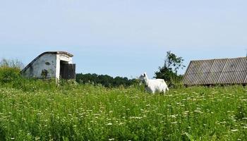 capretta bianca con le corna che guarda nell'erba verde