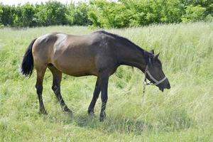 bellissimo stallone selvaggio cavallo marrone sul prato fiorito estivo