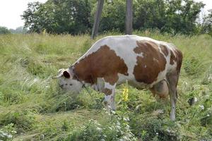 bella grande mucca da latte pascola sul prato verde