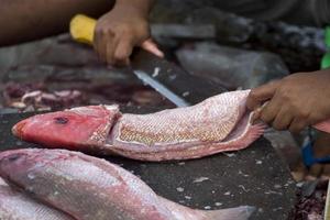 i crudi di mare assortiti foto