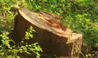 albero che è stato abbattuto nella foresta foto