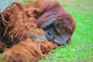 orango sdraiato sull'erba foto