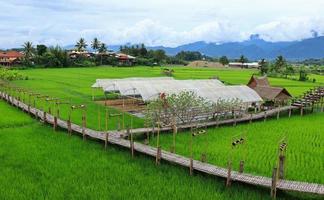 campi verdi nella stagione delle piogge e ponti di bambù foto