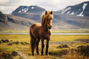 islandese cavallo nel il prato con montagne nel il sfondo, islandese cavallo nel il campo di panoramico natura paesaggio di Islanda, ai generato foto