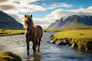 islandese cavallo nel il fiume. bellissimo islandese paesaggio. Islanda, islandese cavallo nel il campo di panoramico natura paesaggio di Islanda, ai generato foto