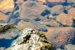 piccolo pesce nuoto nel il acqua vicino rocce foto