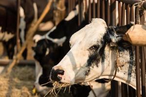 mucca in bianco e nero che mangia paglia nella fattoria locale foto