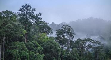 mattinata nebbiosa nella foresta folta e strato di montagne. foto