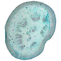 micrografia di cellule di gelso
