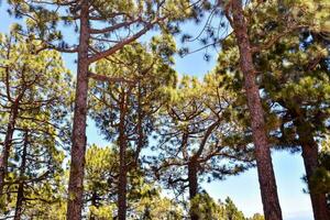un' gruppo di alto pino alberi nel il foresta foto