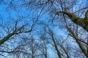 sfondo con alberi foto