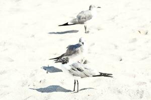 uccelli su sabbia foto