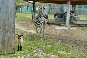 sfondo con zebre foto