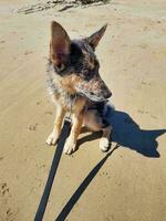 cane in spiaggia foto