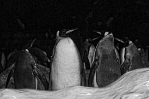 elegante nero e bianca pinguini nel un' freddo ambiente a un' zoo nel Spagna foto