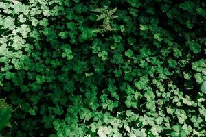 campo di trifoglio verde. foglie naturali nella foresta