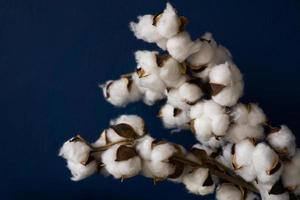 fiore di cotone da vicino su sfondo blu foto