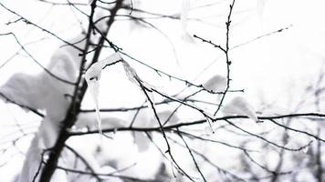 il ramo è coperto di neve. un sottile strato di ghiaccio. illuminazione morbida foto