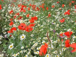 fiore di papavero rosso foto