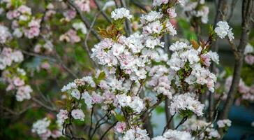 ciliegia fiorire nel primavera stagione. foto