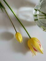 giallo tulipani e vaso. giallo tulipani con bicchiere vaso foto