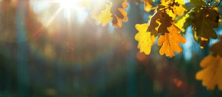 bellissimo autunno paesaggio con giallo autunno alberi e sole. colorato fogliame nel il foresta. naturale sfondo foto