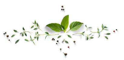 collezione di fresco erba le foglie. timo e basilico spezie, erbe aromatiche su un' bianca tavolo. foto