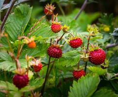 fragola cespuglio con rosso frutti di bosco e verde le foglie nel il giardino foto