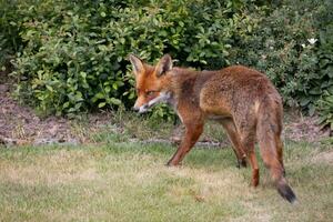 avvicinamento di un' rosso Volpe, vulpes vulpi, nel un inglese giardino foto