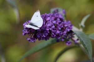 piccolo bianca la farfalla, pieris rapa, alimentazione su un' buddleia foto