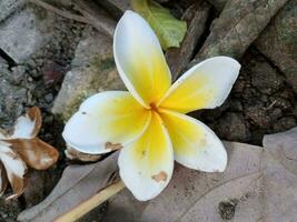 plumeria alba fiori menzogna su il terra con molto bellissimo giallo e bianca colori foto