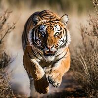 dettagliato ritratto di il tigre animale in esecuzione, predando, inseguendo, generativo ai foto