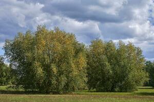 paesaggio nel himmelgeister rheinbogen natura riserva,duesseldorf-himmelgeist,germania foto