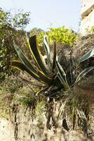 verde Agave in crescita su un' montagna nel il erba nel montenegro. contro il sfondo di alberi e blu cielo. budva. seoc. foto nel alto qualità.