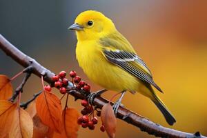 bellissimo giallo e blu uccello su un' ramo di un' fioritura albero foto