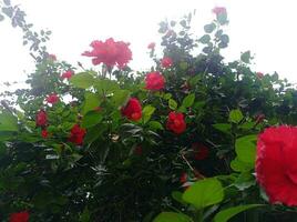 bellissimo giardino con rosso fiori e verde le foglie. foto